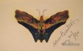 Papillon v2 luminisme Albert Bierstadt